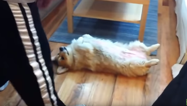 Cunning Corgi Rolls Over to Avoid Going Outside - Sputnik International