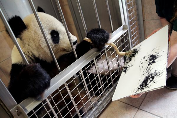 Painting panda at Vienna, Austria zoo Painting panda at Vienna, Austria zoo - Sputnik International