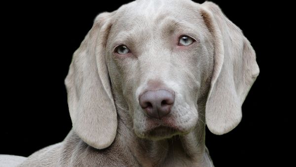 Dog - Sputnik International