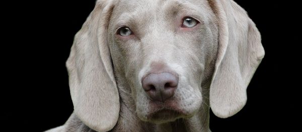 Dog Dog - Sputnik International