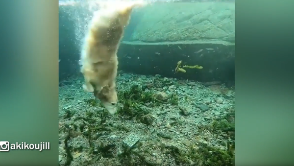 Wet Fetch? Golden Retriever Doesn’t Mind Playtime Underwater - Sputnik International