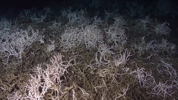 Team of researchers discover 85-mile stretch of cold water coral reef off the coast of South Carolina - Sputnik International