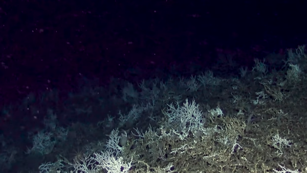 Cold water coral reef discovered off the coast of Charleston, South Carolina, by researchers from the Deep Search expedition - Sputnik International