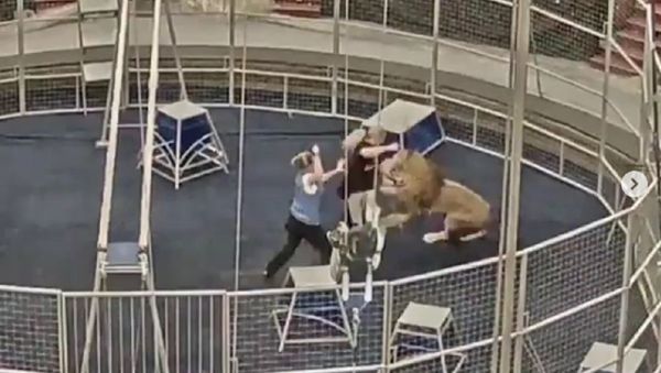 Lion - Sputnik International