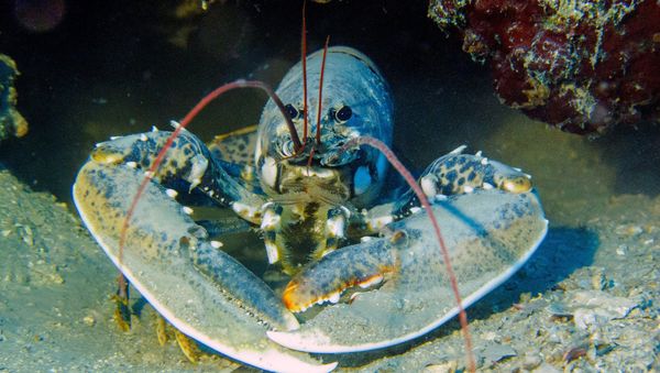 Lobster - Sputnik International