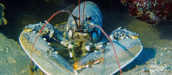 Lobster Lobster - Sputnik International