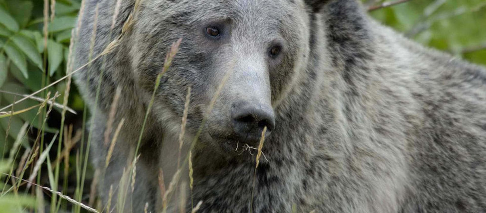 Grizzly Bear Yellowstone  - Sputnik International, 1920, 20.04.2021