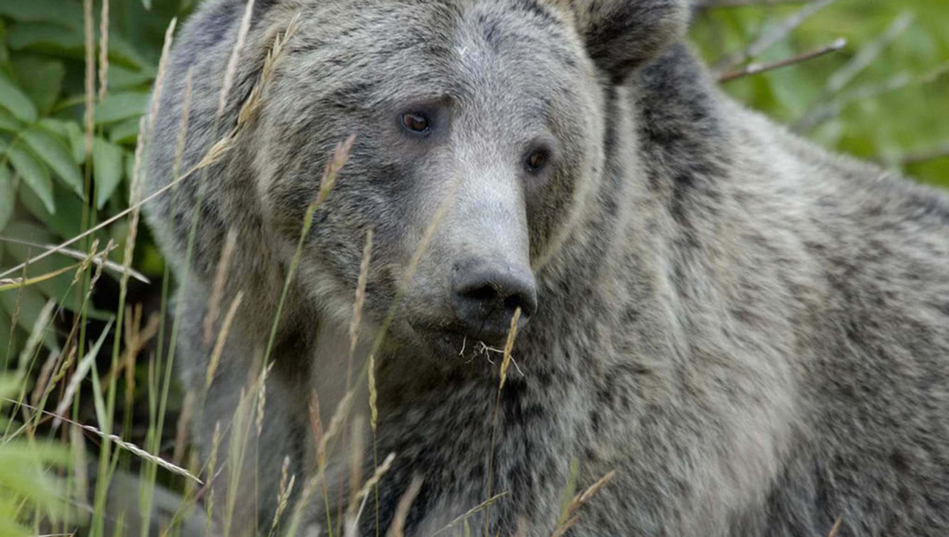 Grizzly Bear Yellowstone Grizzly Bear Yellowstone - Sputnik International, 1920, 20.04.2021