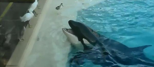 Orca Whale Hunting Birds, Luring Them with Fish - Sputnik International