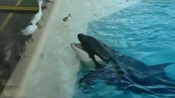 Orca Whale Hunting Birds, Luring Them with Fish - Sputnik International