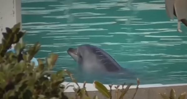 Honey, a female bottlenose dolphin, swims in a tiny pool at Japan's closed Inubosaki Marin Park Aquarium Honey, a female bottlenose dolphin, swims in a tiny pool at Japan's closed Inubosaki Marin Park Aquarium - Sputnik International