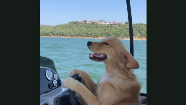 Salty Sea Dog: Golden Retriever Takes the Helm - Sputnik International