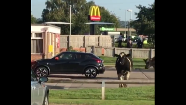 Cows Running in Wales. 2018 - Sputnik International