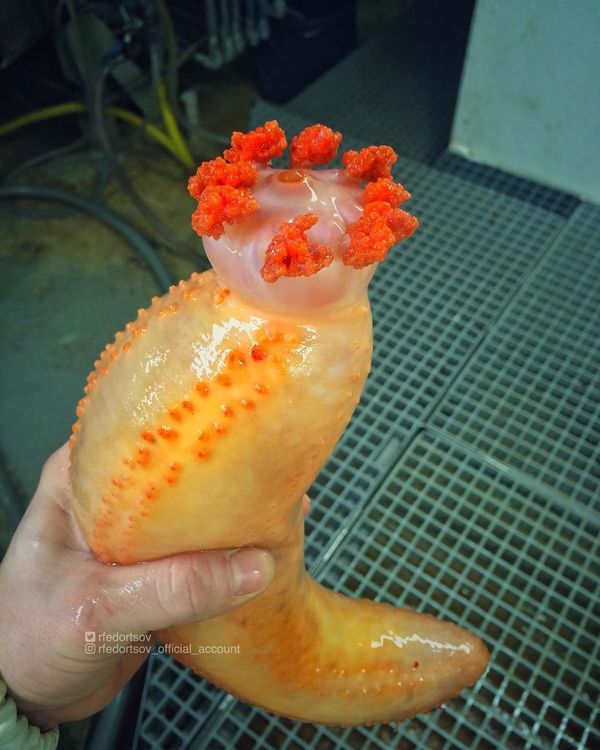 What Lurks Below: Mysterious Deep Sea Creatures Caught Near Russia’s Shores What Lurks Below: Mysterious Deep Sea Creatures Caught Near Russia’s Shores - Sputnik International