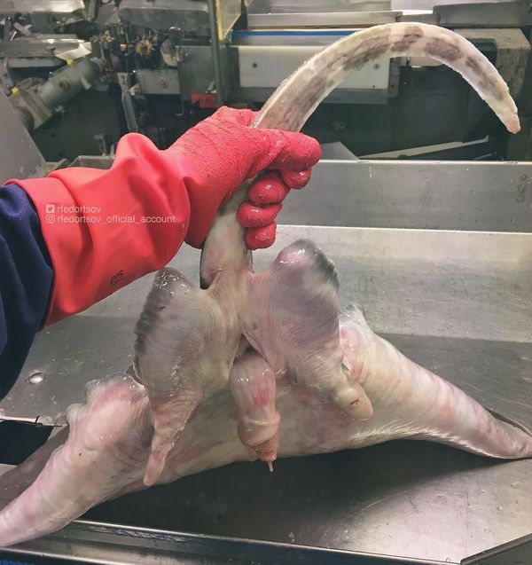 What Lurks Below: Mysterious Deep Sea Creatures Caught Near Russia’s Shores What Lurks Below: Mysterious Deep Sea Creatures Caught Near Russia’s Shores - Sputnik International