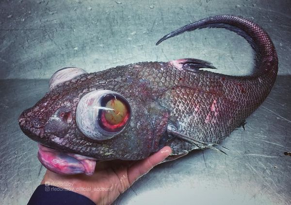 What Lurks Below: Mysterious Deep Sea Creatures Caught Near Russia’s Shores What Lurks Below: Mysterious Deep Sea Creatures Caught Near Russia’s Shores - Sputnik International