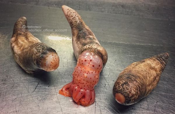 What Lurks Below: Mysterious Deep Sea Creatures Caught Near Russia’s Shores What Lurks Below: Mysterious Deep Sea Creatures Caught Near Russia’s Shores - Sputnik International