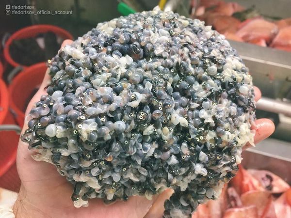 What Lurks Below: Mysterious Deep Sea Creatures Caught Near Russia’s Shores What Lurks Below: Mysterious Deep Sea Creatures Caught Near Russia’s Shores - Sputnik International