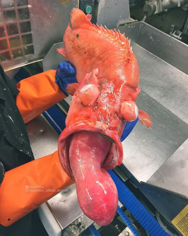 What Lurks Below: Mysterious Deep Sea Creatures Caught Near Russia’s Shores What Lurks Below: Mysterious Deep Sea Creatures Caught Near Russia’s Shores - Sputnik International
