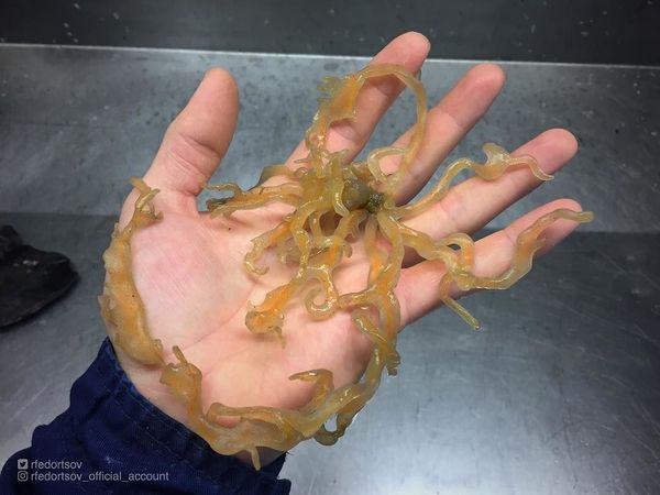 What Lurks Below: Mysterious Deep Sea Creatures Caught Near Russia’s Shores What Lurks Below: Mysterious Deep Sea Creatures Caught Near Russia’s Shores - Sputnik International