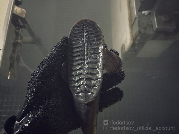What Lurks Below: Mysterious Deep Sea Creatures Caught Near Russia’s Shores What Lurks Below: Mysterious Deep Sea Creatures Caught Near Russia’s Shores - Sputnik International