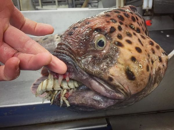 What Lurks Below: Mysterious Deep Sea Creatures Caught Near Russia’s Shores What Lurks Below: Mysterious Deep Sea Creatures Caught Near Russia’s Shores - Sputnik International