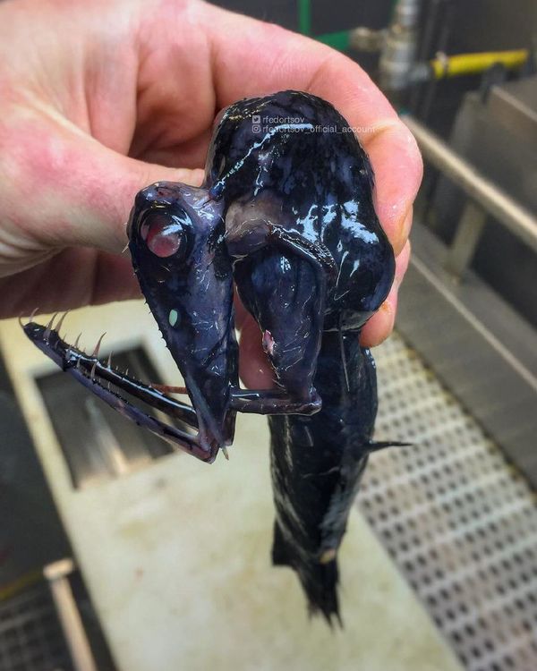 What Lurks Below: Mysterious Deep Sea Creatures Caught Near Russia’s Shores What Lurks Below: Mysterious Deep Sea Creatures Caught Near Russia’s Shores - Sputnik International