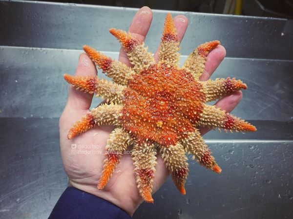 What Lurks Below: Mysterious Deep Sea Creatures Caught Near Russia’s Shores What Lurks Below: Mysterious Deep Sea Creatures Caught Near Russia’s Shores - Sputnik International