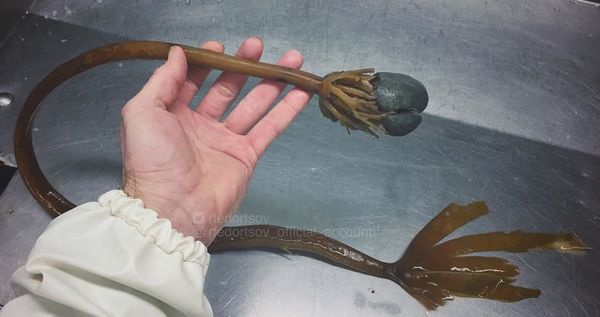 What Lurks Below: Mysterious Deep Sea Creatures Caught Near Russia’s Shores What Lurks Below: Mysterious Deep Sea Creatures Caught Near Russia’s Shores - Sputnik International