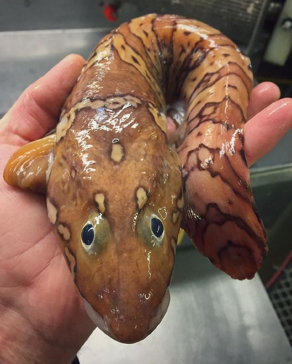 What Lurks Below: Mysterious Deep Sea Creatures Caught Near Russia’s Shores What Lurks Below: Mysterious Deep Sea Creatures Caught Near Russia’s Shores - Sputnik International