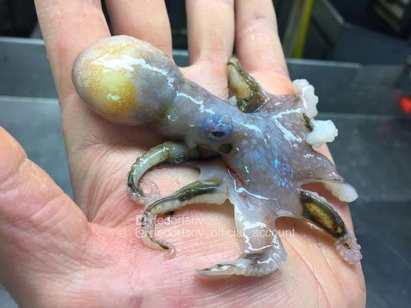What Lurks Below: Mysterious Deep Sea Creatures Caught Near Russia’s Shores What Lurks Below: Mysterious Deep Sea Creatures Caught Near Russia’s Shores - Sputnik International