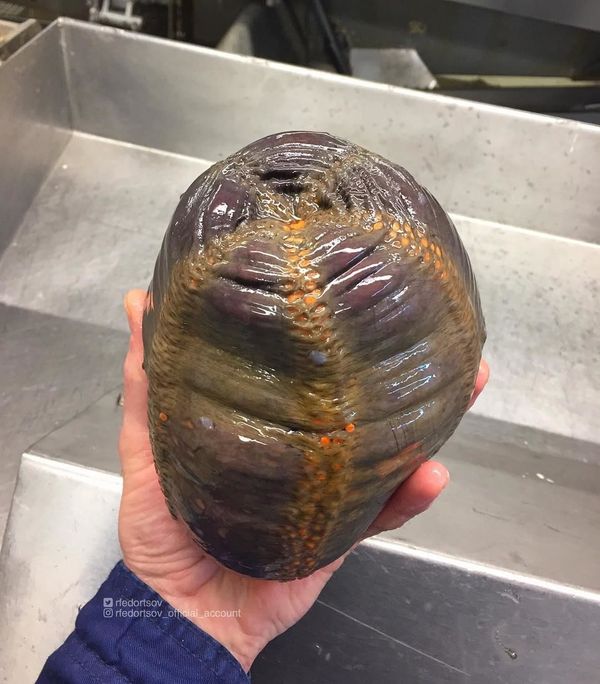 What Lurks Below: Mysterious Deep Sea Creatures Caught Near Russia’s Shores What Lurks Below: Mysterious Deep Sea Creatures Caught Near Russia’s Shores - Sputnik International