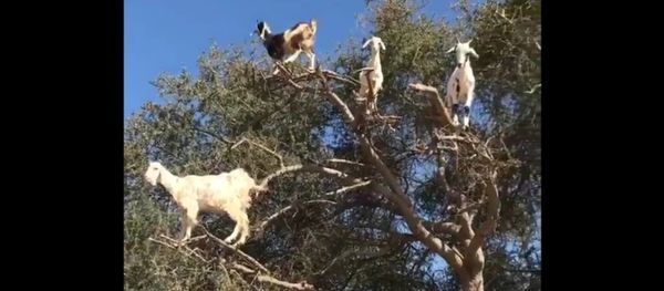 A bunch of goats on top of a tree - Sputnik International