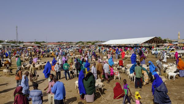 A general view of the livestock market in Hargeisa, Somaliland, on August 18, 2018 A general view of the livestock market in Hargeisa, Somaliland, on August 18, 2018 - Sputnik International