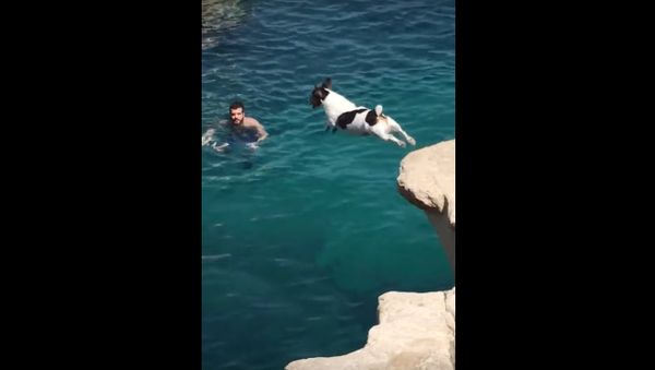 Dog Performs Cliff Dive - Sputnik International