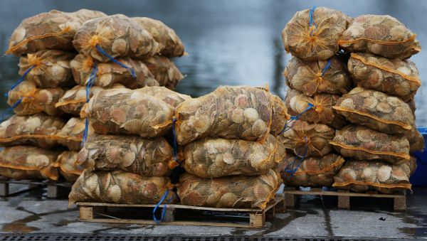 Scallops are stacked up on the dockside at Ouistreham, near Caen in northern France Scallops are stacked up on the dockside at Ouistreham, near Caen in northern France - Sputnik International