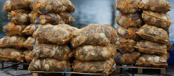 Scallops are stacked up on the dockside at Ouistreham, near Caen in northern France - Sputnik International