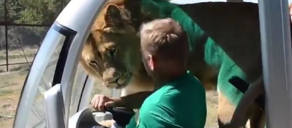 Crimea: Lion jumps into tourist van on safari tour Crimea: Lion jumps into tourist van on safari tour - Sputnik International