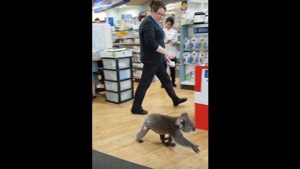 Koala Walks into Chemist - Sputnik International