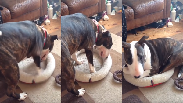 ‘If It Fits, I Sit’: English Bull Terrier’s Cozy Crib - Sputnik International