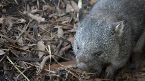 Wombat - Sputnik International