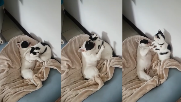 ‘This is For Your Own Good’: Kitten Pins Pup for Bath Time - Sputnik International