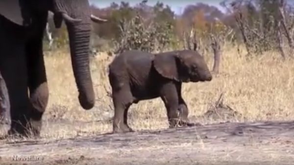 'This is UNREAL!' HEARTBREAKING video shows baby elephant WITHOUT his trunk - Sputnik International
