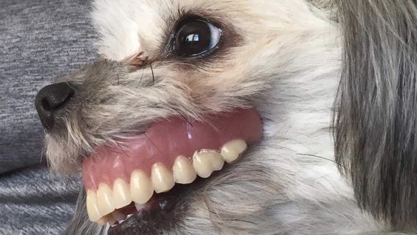 A few months ago my dog, Maggie, stole my dads dentures while he was napping - Sputnik International