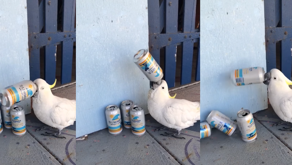 Cockatoo Brew: Australian Fowl Forages for Alcohol - Sputnik International
