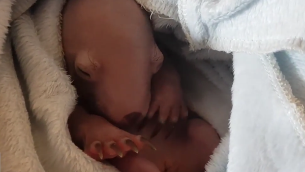 Baby Wombat Sleeping - Sputnik International