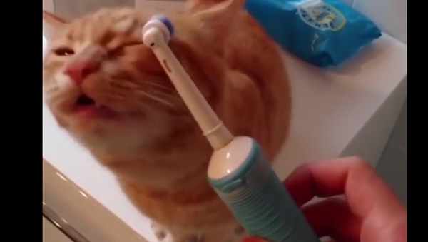 Toothbrush massage - Sputnik International