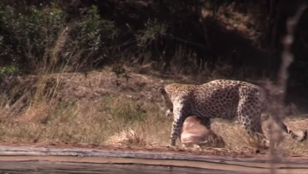 Impala and Leopard - Sputnik International