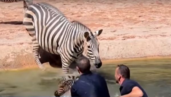 Bioparc Valencia zebra Bioparc Valencia zebra - Sputnik International