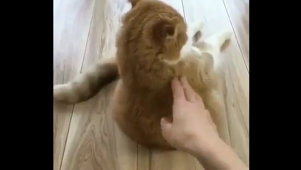 Cat sitting on the floor. - Sputnik International